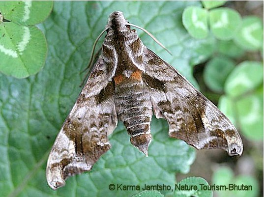 Male Dahira yunnanfuana montivaga, Bhutan. Photo: © Karma Jamtsho, Nature Tourism-Bhutan.