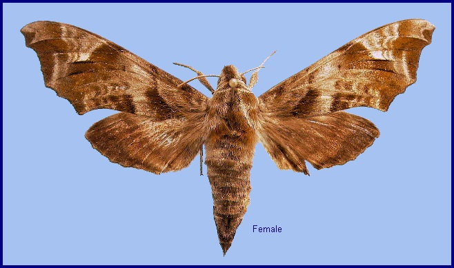 Female Dahira yunnanfuana montivaga. Photo: © NHMUK