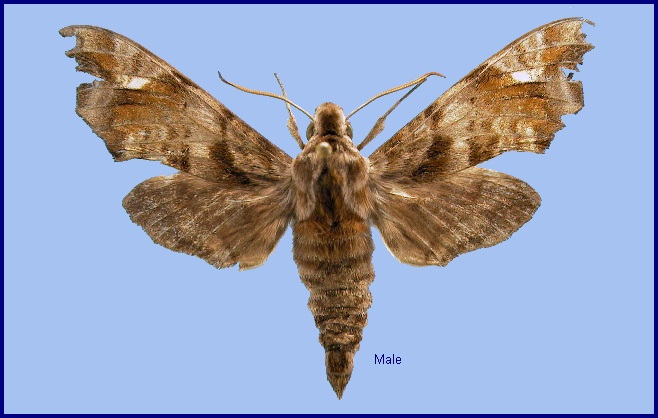 Male Dahira yunnanfuana montivaga. Photo: © NHMUK