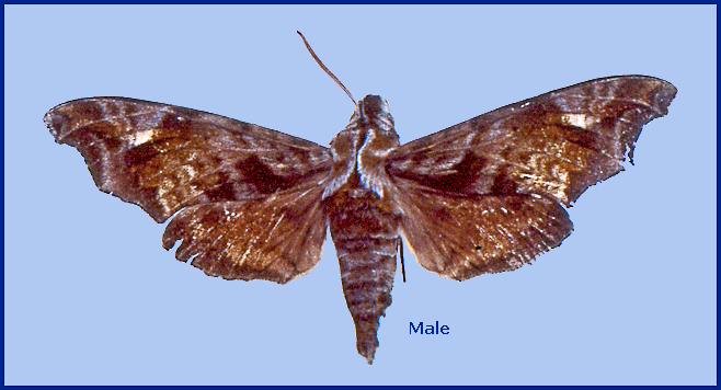 Male Dahira yunnanfuana montivaga, Nyalam, Tibet, China. HOLOTYPE of Acosmeryx tibetana. Photo: © Tony Pittaway, IZAS