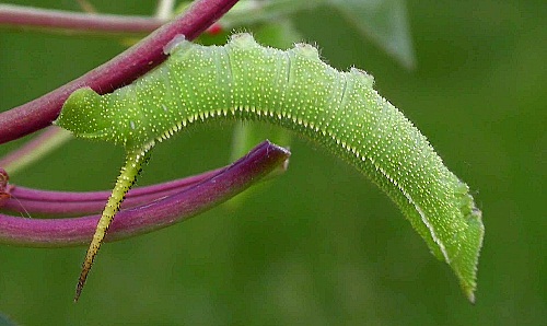 Third instar larva of Langia zenzeroides zenzeroides, South Korea. Photo: © Jean Haxaire