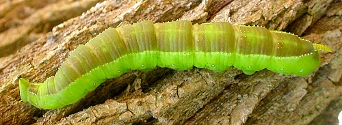 Fifth instar larva of Langia zenzeroides zenzeroides in pre-pupation colours, South Korea. Photo: © Jean Haxaire