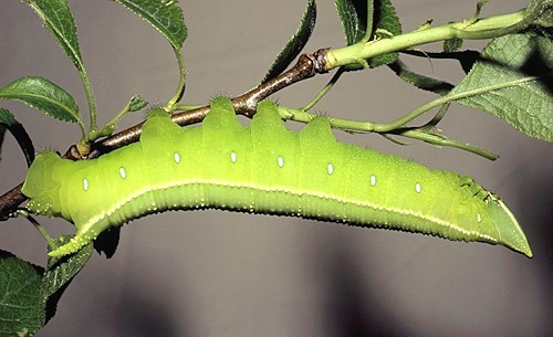 Fifth instar larva of Langia zenzeroides zenzeroides, South Korea. Photo: © Tony Pittaway.
