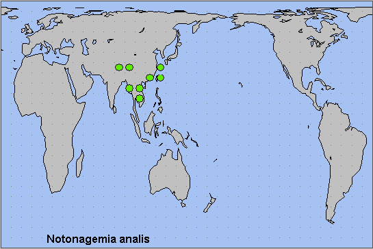 Global distribution of Notonagemia analis. Map: © NHMUK.