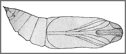 Pupa of Notonagemia analis. Image: Mell, 1922b