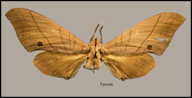 Female Marumba cristata bukaiana. Photo: © NHMUK