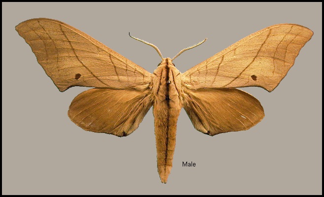 Male Marumba cristata bukaiana. Photo: © NHMUK