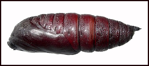 Pupa of Marumba gaschkewitschii complacens (lateral view), Sichuan, China. Photo: © Tony Pittaway.