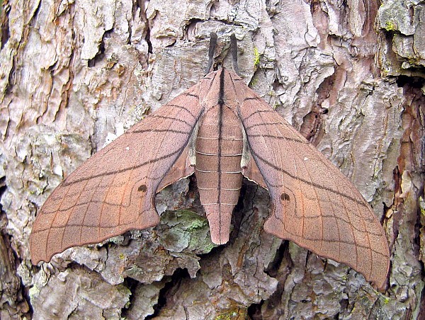 Adult Marumba cristata cristata, Doi Inthanon, Chiang Mai, Thailand, 28.viii.2006, 1600m. Photo: © Thomas Ihle.