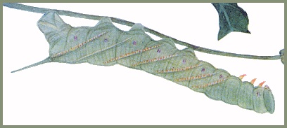 Full grown larva of Marumba cristata cristata. Image: Mell, 1922b