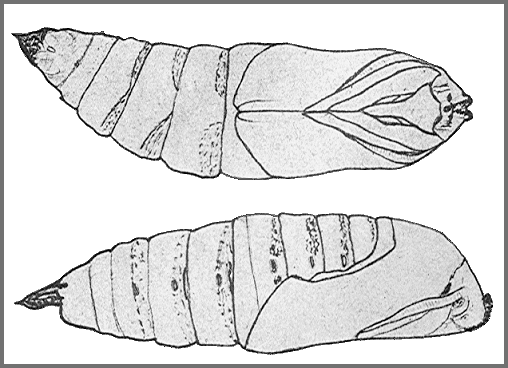 Pupa of Marumba cristata cristata. Image: Mell, 1922b