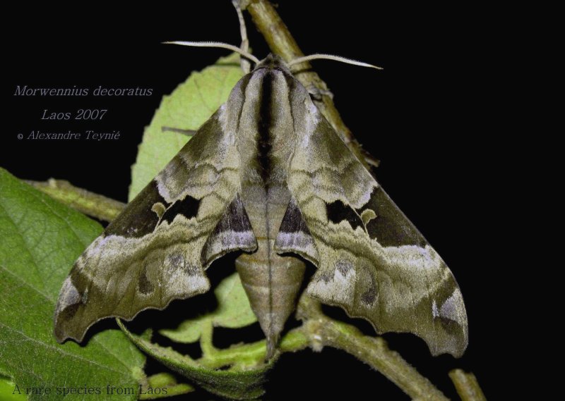 Adult Morwennius decoratus, Champasak Province, southern Laos, June 2007. Photo: © Alexandre Teyni.