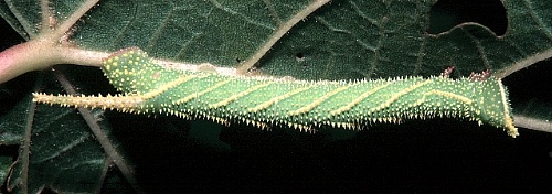 4th-instar green form larva of Marumba dyras oriens on Tilia. Photo: © Tony Pittaway.