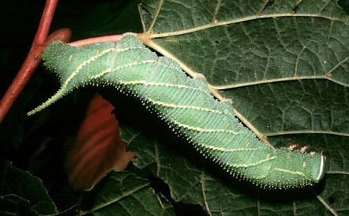 Full-grown green form larva of Marumba dyras oriens on Tilia. Photo: © Tony Pittaway.