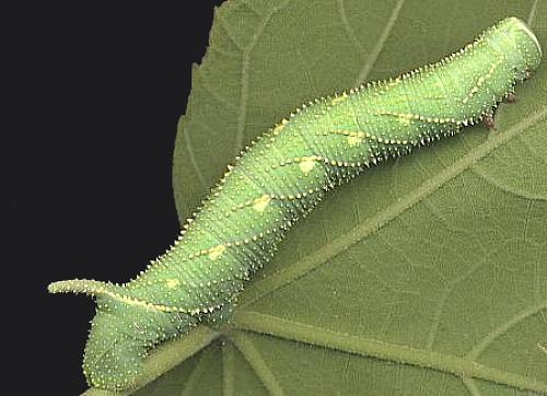Full-grown spotted green form larva of Marumba dyras oriens on Tilia, China. Photo: © Stefan Wils.
