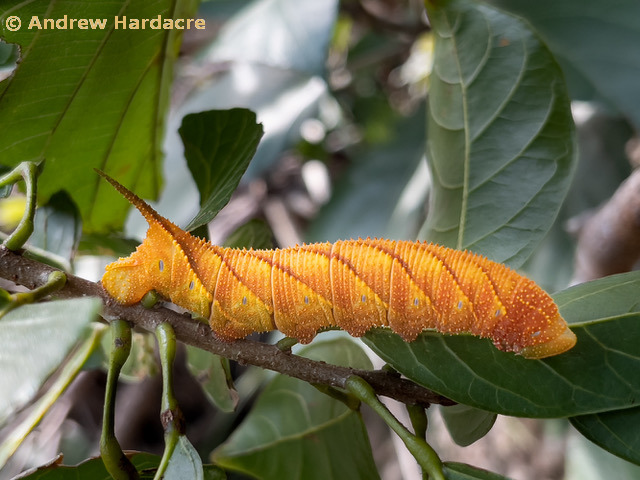 Full-grown yellow-orange form larva of Marumba dyras oriens on Sterculia lanceolata, Quarry Bay, Hong Kong, China. 6.i.2021. Photo: © Andrew Hardacre.