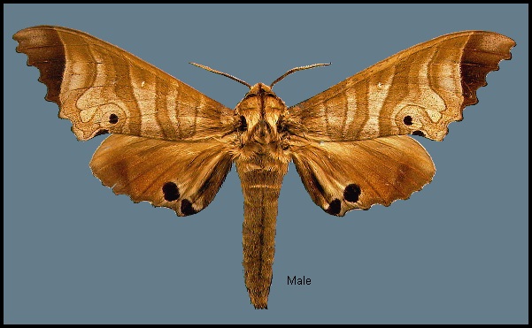 Male Marumba saishiuana formosana. Photo: © NHMUK