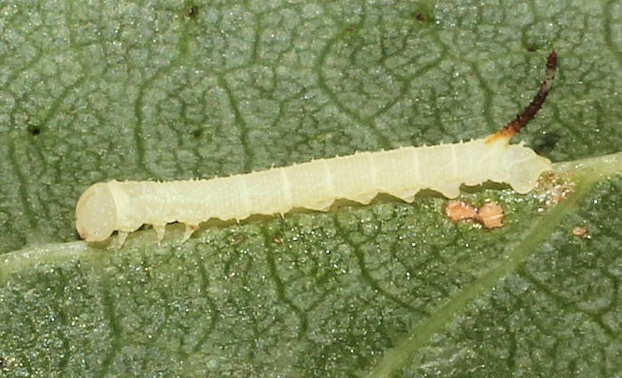 First-instar larva of Marumba saishiuana formosana, Taiwan. Photo: © Stefan Wils.