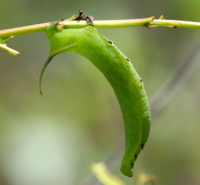 Final instar larva of Macroglossum glaucoptera, Phraya Chae, Lampang, Northern Thailand, 30.v.2011. Photo: © Markku Pellinen.