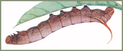 Full-grown brown form larva of Macroglossum divergens heliophila. Image: Mell, 1922b