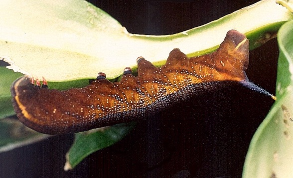 Full-grown brown larva of Macroglossum troglodytus troglodytus on Hedyotis acutangulata, Hong Kong, China. Photo: © Kent H. K. Li.