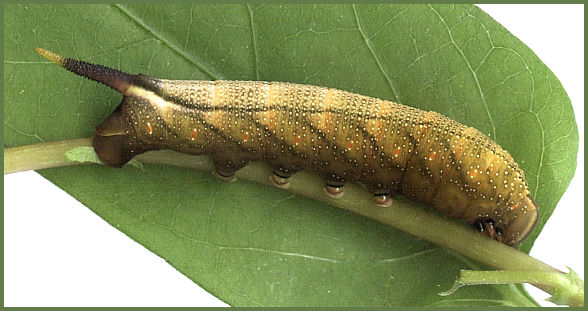 Full-grown brown larva of Macroglossum troglodytus troglodytus, Hong Kong, China. Photo: © David Mohn.