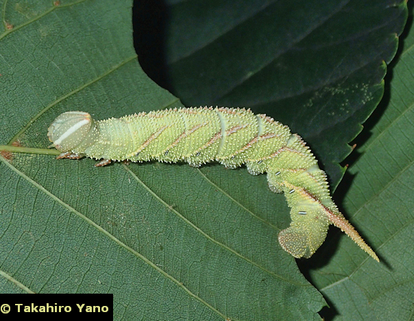 Final instar green form larva of Marumba jankowskii, Honshu, Japan. Photo: © Takahiro Yano.