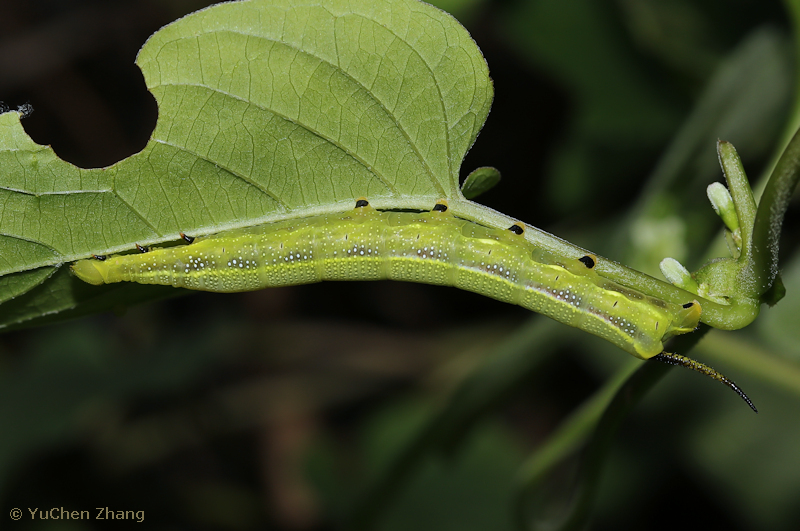 Fourth instar green form larva of Macroglossum corythus corythus, Beijing Botanical Garden, China, viii. 2023. Photo: © YuChen Zhang.