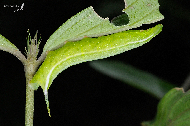 Full-grown green form larva of Macroglossum neotroglodytus on Hedyotis, Taiwan. Photo: © Shipher Wu.