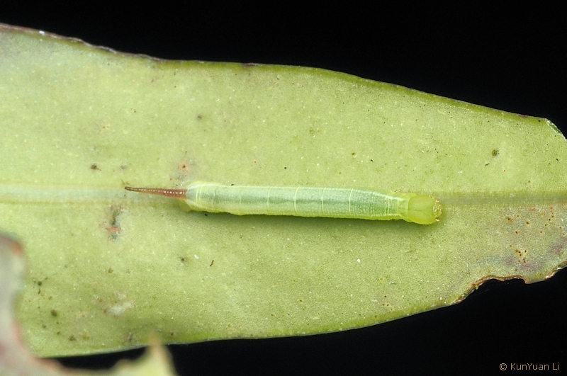 Fourth instar green form larva of Macroglossum neotroglodytus on Hedyotis, Guangdong, China. Photo: © KunYuan Li.