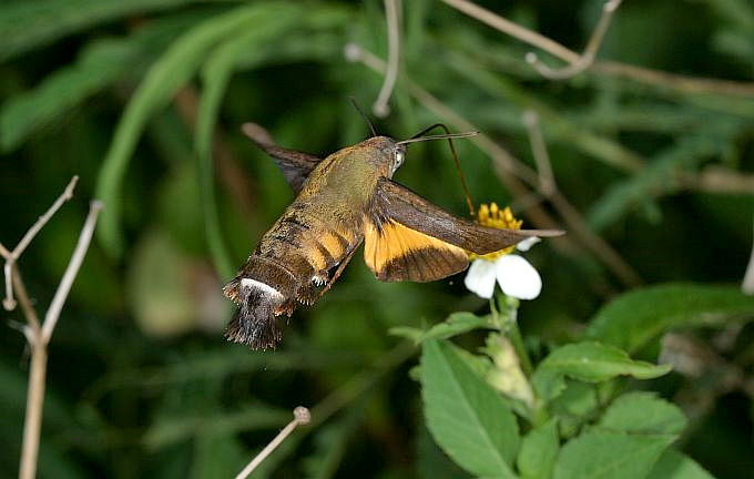 Adult Macroglossum corythus corythus in flight, Japan. Photo: © Hiromi Matsui.