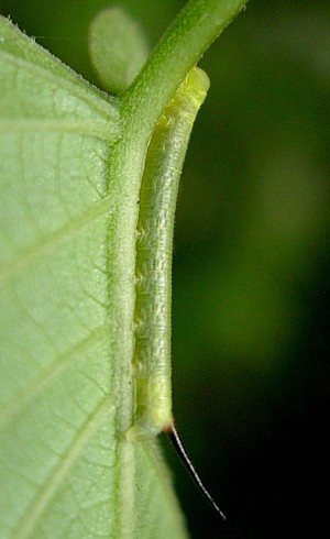 Third instar larva of Macroglossum pyrrhosticta on Paederia foetida, Hangzhou, Zhejiang, China. Photo: © Tony Pittaway.