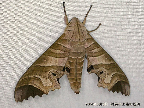 Resting male Marumba saishiuana saishiuana, Tsushima, Japan. Photo: © Yoshiaki Sakai.