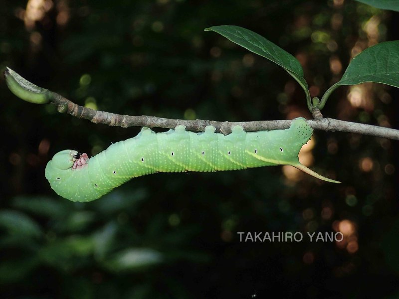 Final instar larva of Notonagemia scribae on Magnolia kobus, Saitama, Honshu, Japan, 800m, 17.ix.2019. Photo: © Takahiro Yano, 2019.