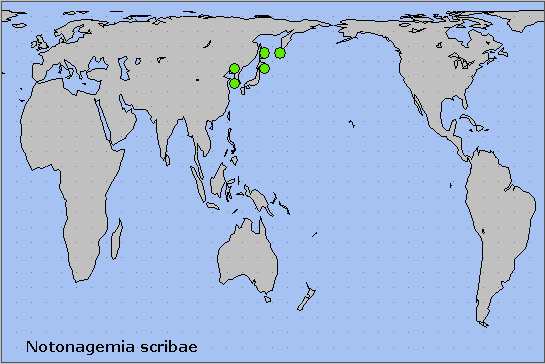 Global distribution of Notonagemia scribae. Map: © NHMUK.