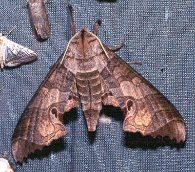 Adult Marumba spectabilis spectabilis, Thailand. Photo: © Ian Kitching