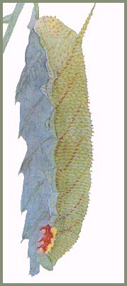 Full-grown green form larva of Marumba spectabilis spectabilis. Image: Mell, 1922b