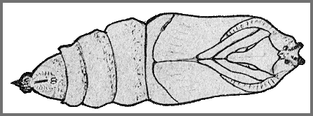 Pupa of Marumba spectabilis spectabilis. Image: Mell, 1922b