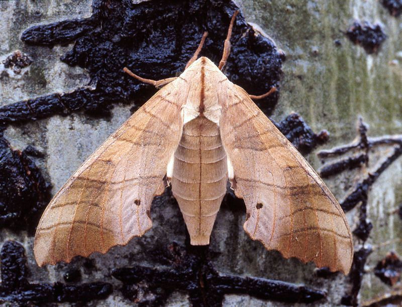 Adult female Marumba sperchius sperchius, 30 km N Huangling, Shaanxi, China, 24.vii.1995. Photo: © Tony Pittaway