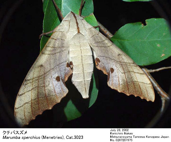 Resting female Marumba sperchius sperchius, Japan. Photo: © Kenichiro Nakao.