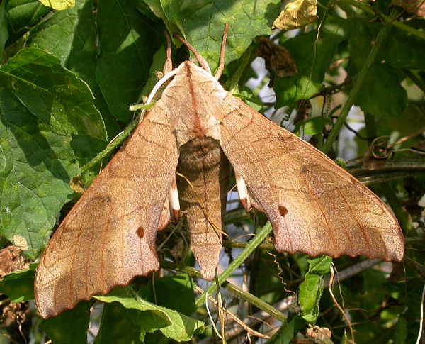 Resting male Marumba sperchius sperchius, Taiwan. Photo: © Felix Lin.