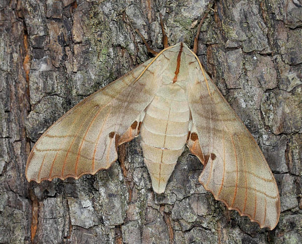 Resting female Marumba sperchius sperchius, Honshu, Japan. Photo: © Jean Haxaire.