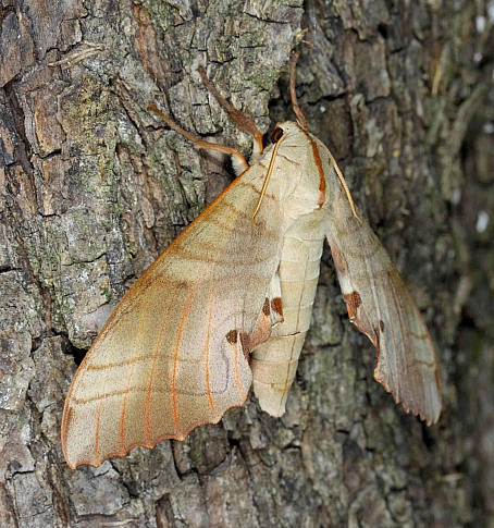 Resting female Marumba sperchius sperchius, Honshu, Japan. Photo: © Jean Haxaire.