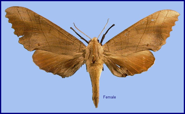 Female Marumba sperchius sperchius. Photo: © NHMUK