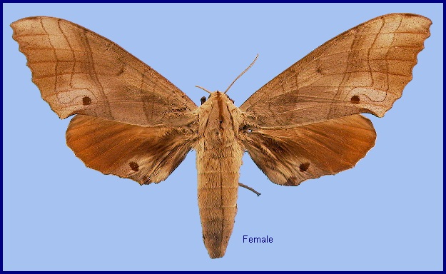 Female Marumba sperchius sperchius. Photo: © NHMUK