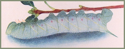 Full-grown green-grey form larva of Marumba sperchius sperchius, Guangdong, China. Image: Mell, 1922b