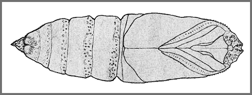 Pupa of Marumba sperchius sperchius. Image: Mell, 1922b