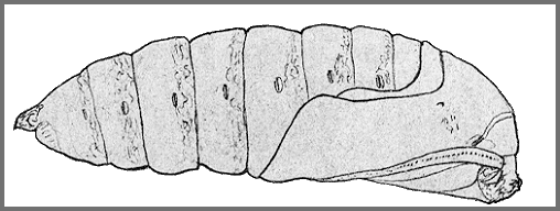 Pupa of Marumba sperchius sperchius. Image: Mell, 1922b