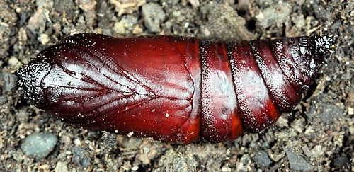 Pupa of Marumba sperchius sperchius, Honshu, Japan. Photo: © Jean Haxaire.