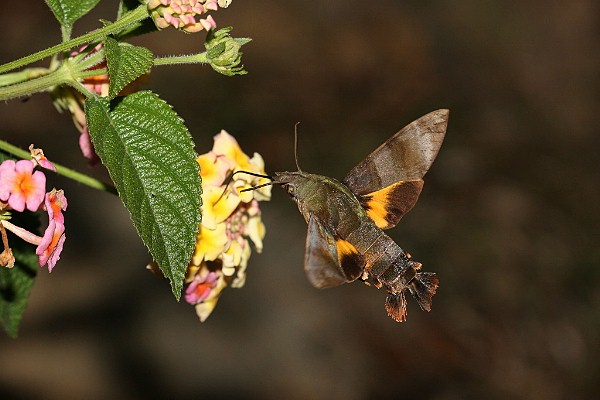 Adult Macroglossum corythus corythus in flight, Taiwan. Photo: © Henry Tzuoo.